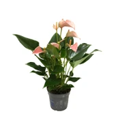 Anthurium Andraeanum 'Pinkish' (Flamingo Çiçeği) thumbnail 2