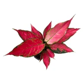 Aglaonema 'Cherry Baby' (Çin Herdemyeşili) thumbnail 2