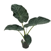 Alocasia 'Regal Shield' (Fil Kulağı) thumbnail 1
