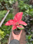 Aglaonema ‘Red Zircon’ (Çin Herdemyeşili) thumbnail 3