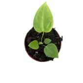 Anthurium Veitchii thumbnail 2