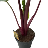 Alocasia 'Imperial Red' (Fil Kulağı) thumbnail 3