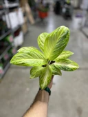 Aglaonema 'Arctic Lime' (Çin Herdemyeşili) thumbnail 3