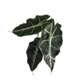 Alocasia Amazonica ‘Polly’ (Fil Kulağı) thumbnail 2