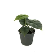 Alocasia 'Silver Dragon' (Fil Kulağı) thumbnail 1