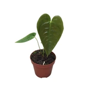 Anthurium Veitchii thumbnail 1
