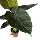Alocasia 'Regal Shield' (Fil Kulağı) thumbnail 2
