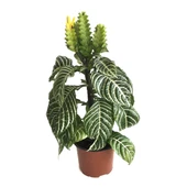 Aphelandra Squarrosa (Zebra Çiçeği) - 1