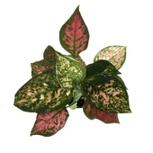 Aglaonema 'Dud Unyamanee' (Çin Herdemyeşili) thumbnail 2