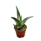 Aloe Variegata (Kaktüs) thumbnail 1