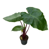 Alocasia 'Imperial Red' (Fil Kulağı) thumbnail 1