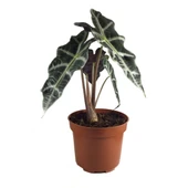 Alocasia Amazonica ‘Polly’ (Fil Kulağı) - 1