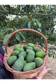 DORUK TROPIKAL 1 kg Has Avokado - 1