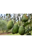DORUK TROPIKAL 1 kg Has Avokado - 2
