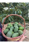 DORUK TROPIKAL 1 kg Has Avokado - 3