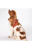 Pawstar Terracotta Air-mesh Göğüs Tasması Kedi Köpek Göğüs Tasması - 4