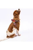 Pawstar Air-mesh Wow Kedi Köpek Göğüs Tasması - 4