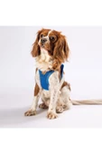 Pawstar Royal Blue Air-mesh Göğüs Tasması Kedi Köpek Göğüs Tasması - 3