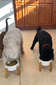 MatGo Pati Kedi Köpek Beslenme Mama Su Kabı Seramik Kaseli 500Ml Hacimli Kaymaz Şık ve Hijyenik 2’li Set - 8