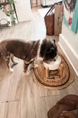MatGo Pati Kedi Köpek Beslenme Mama Su Kabı Seramik Kaseli 500Ml Hacimli Kaymaz Şık ve Hijyenik 2’li Set - 2