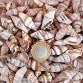 Mitra Sanguisuga Kiloluk Deniz Kabuğu (1 KG) - 1