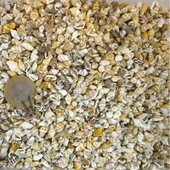 Nassa Shell Kiloluk Deniz Kabuğu (1 KG) - 1