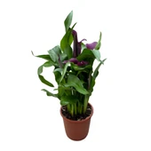 Calla Lilly 'Purple' (Gala Çiçeği) thumbnail 1