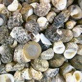 Sea Nerita Kiloluk Deniz Kabuğu (1 KG) - 1