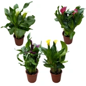 Calla Lilly (4'lü Set) (Gala Çiçeği) thumbnail 1