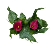 Calla Lilly 'Pink' (Gala Çiçeği) thumbnail 2
