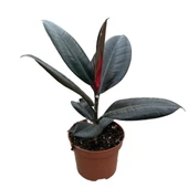 Ficus Elastica 'Abidjan' (Kauçuk Çiçeği) thumbnail 1