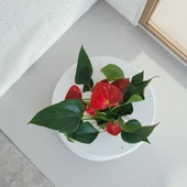 BitkiTÜRK-Beton saksıda ANTORYUM ofis salon iç mekan - 3