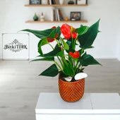 BitkiTÜRK-Beton saksıda ANTORYUM ofis salon iç mekan - 2