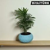 BitkiTÜRK-Beton Saksıda AREKA - 4