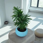 BitkiTÜRK-Beton Saksıda AREKA - 1