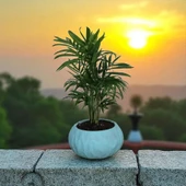 BitkiTÜRK-Beton Saksıda AREKA - 3