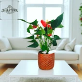 BitkiTÜRK-Beton saksıda ANTORYUM ofis salon iç mekan - 1