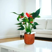 BitkiTÜRK-Beton saksıda ANTORYUM ofis salon iç mekan - 4