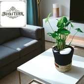 BitkiTÜRK-Dekoratif Saksıda OKBAŞI melek kanadı iç mekan ofis salon - 2