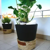 BitkiTÜRK-Dekoratif Saksıda OKBAŞI melek kanadı iç mekan ofis salon - 3