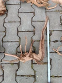 Yati Kökü Bağ 35-45 cm - 5