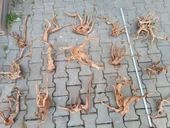 Çöl Kütüğü Bağ 35-45 cm - 4