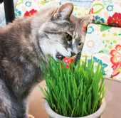 Doğal Kedi Çimi, Buğday Tohumu, 100 Gram - 2