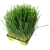 Yerli Buğday Mikro Yeşillik Tohumu, 15 Gram - 2