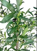Yapay Zeytin Ağacı 130cm İki Gövdeli Beyaz Küre Saksıda Salex Doğal Gerçek Görünümlü Yapay Ağaç thumbnail 6