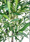 Yapay Zeytin Ağacı 130cm İki Gövdeli Beyaz Küre Saksıda Salex Doğal Gerçek Görünümlü Yapay Ağaç thumbnail 7