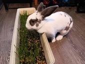 Doğal Tavşan, Kemirgen Çimi, Buğday Tohumu 1 kilogram - 1