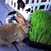 Doğal Tavşan, Kemirgen Çimi, Buğday Tohumu 1 kilogram - 2