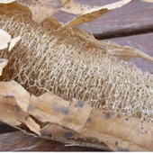 Doğal Kabak Lifi - 4