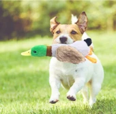 Sesli Ördek Şekilli Peluş Köpek Oyuncağı - 1